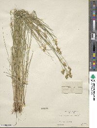 Carex scoparia image