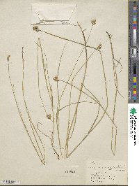 Carex scoparia image