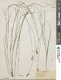 Carex scoparia image