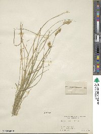 Carex scoparia image