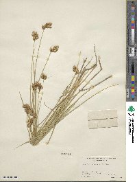 Carex scoparia image