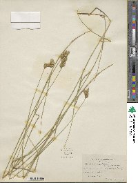 Carex scoparia image