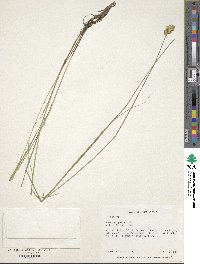 Carex scoparia image