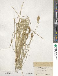 Carex scoparia image