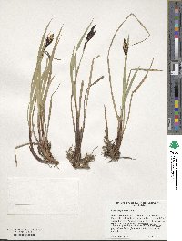 Carex scoparia image