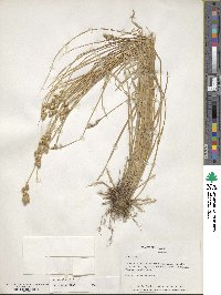 Carex scoparia image