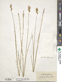 Carex scoparia image