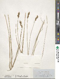 Carex scoparia image