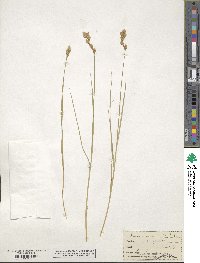 Carex scoparia image