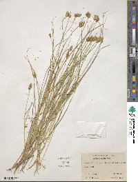 Carex scoparia image