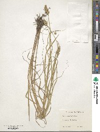 Carex scoparia image