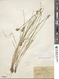 Carex scoparia image