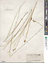 Carex scoparia image