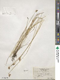 Carex scoparia image