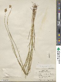 Carex scoparia image