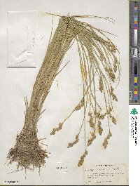 Carex scoparia image