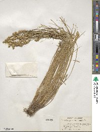 Carex scoparia image