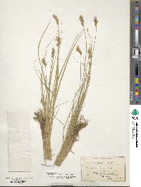 Carex scoparia image