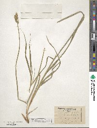 Carex scoparia image