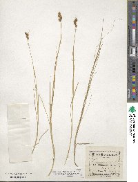 Carex scoparia image