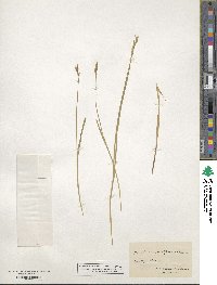 Carex scoparia image