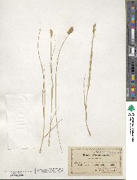 Carex scoparia image