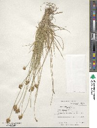 Carex scoparia image