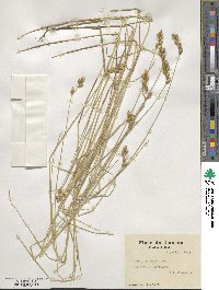 Carex scoparia image