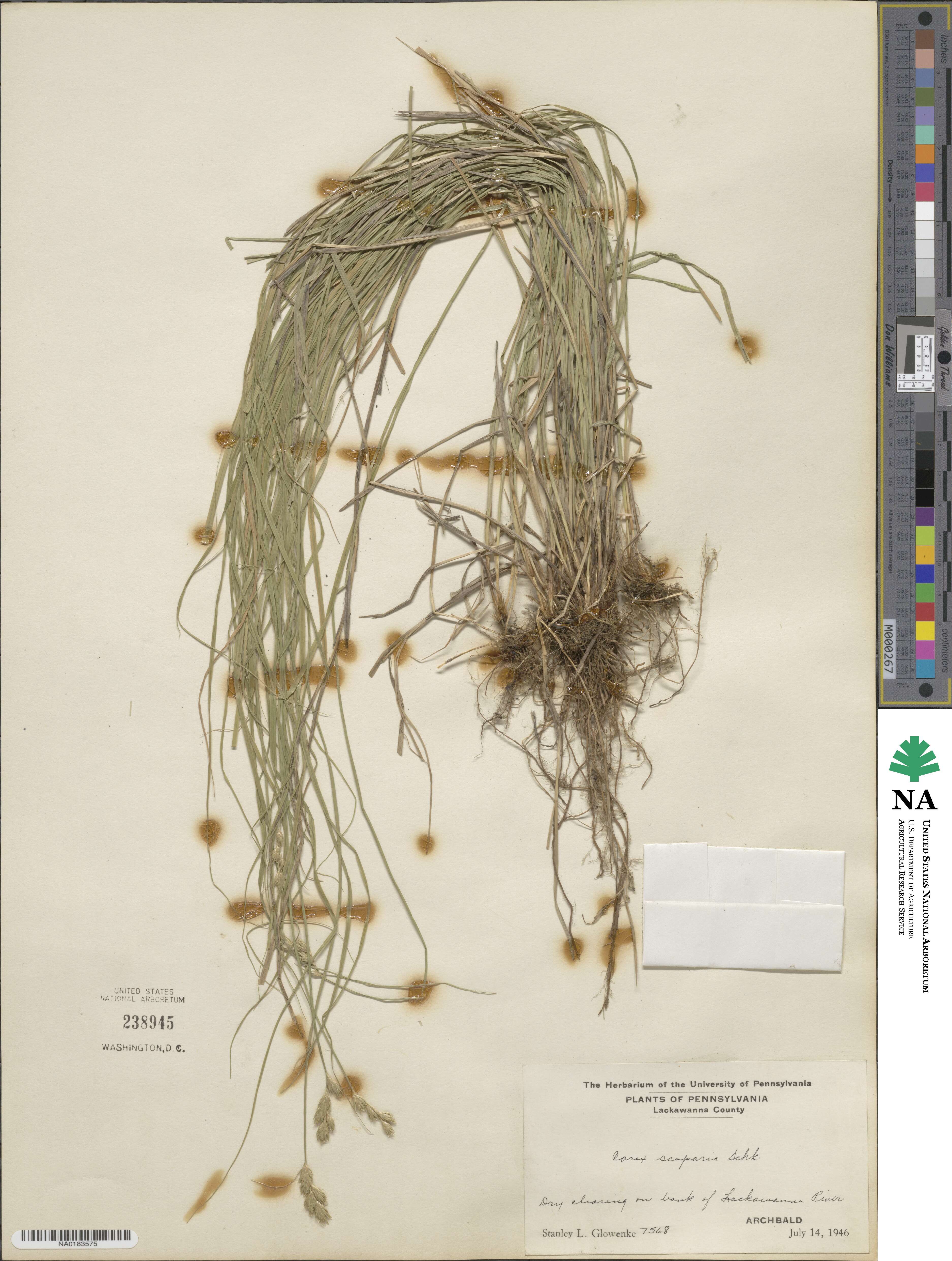 Carex scoparia image