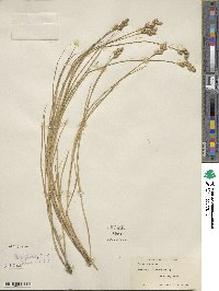 Carex scoparia image