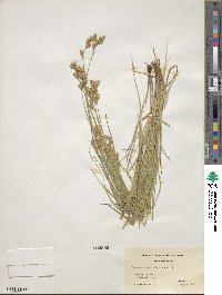 Carex scoparia image