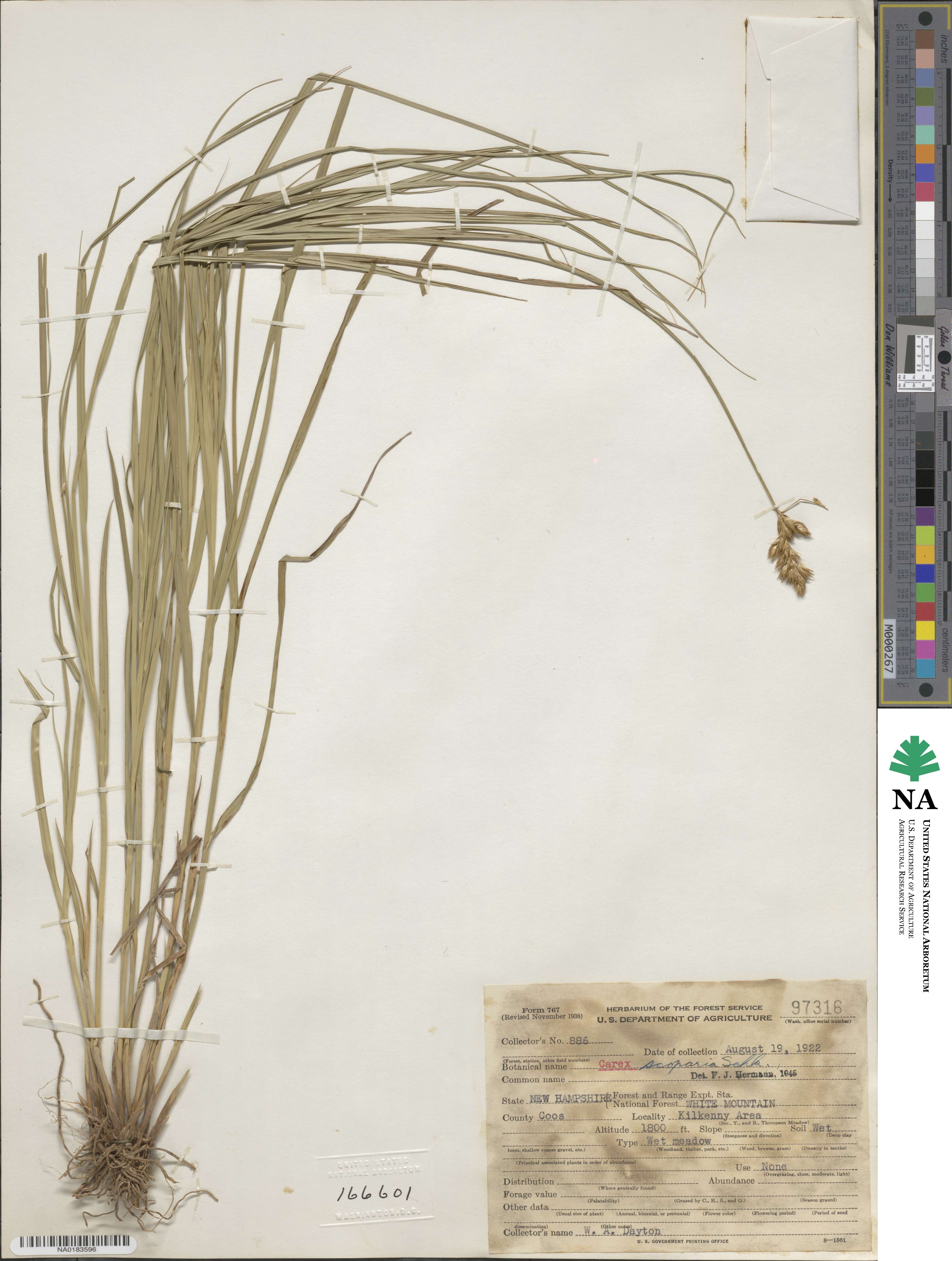 Carex scoparia image