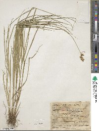 Carex scoparia image