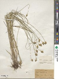 Carex scoparia image