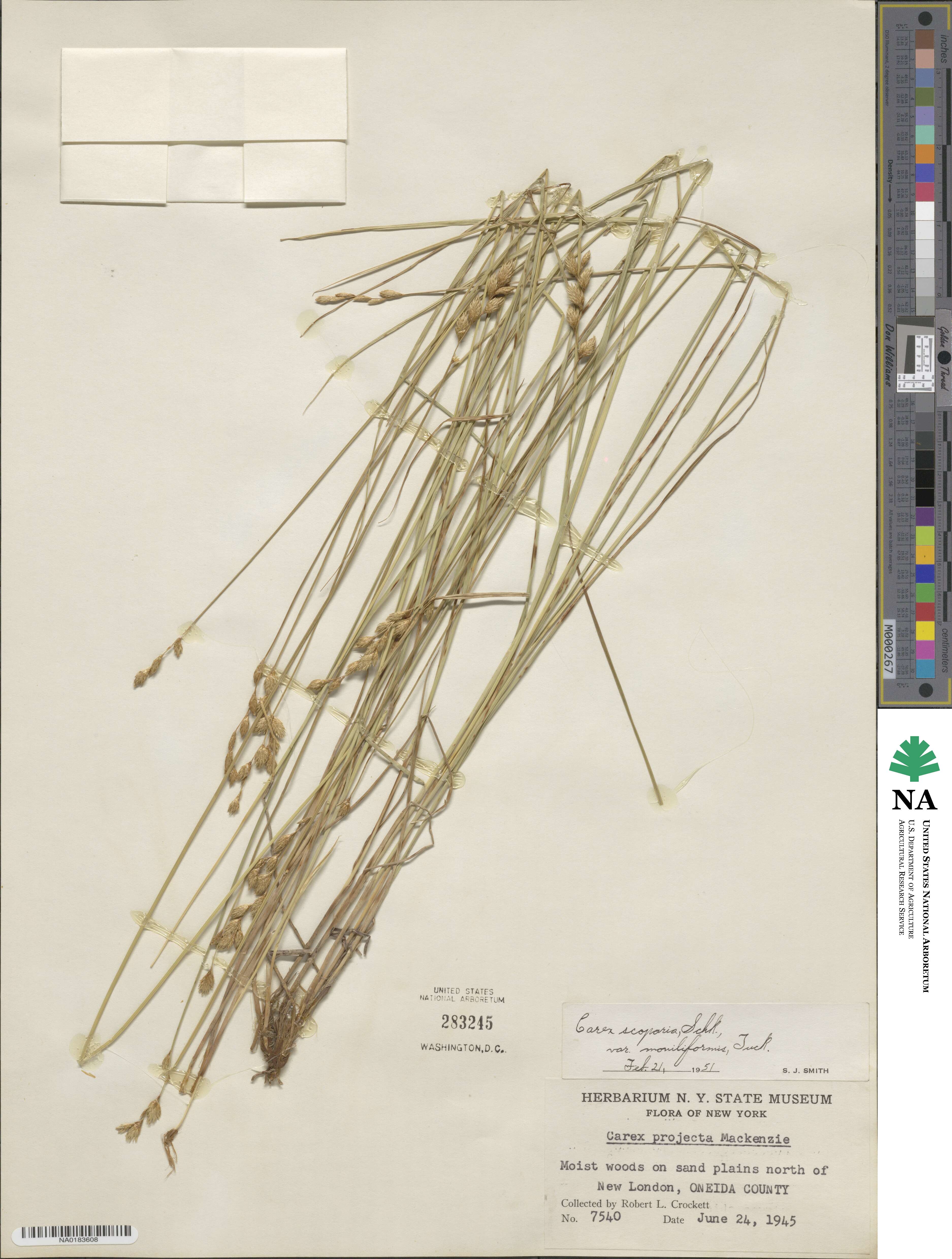 Carex scoparia image