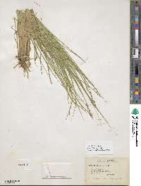 Carex seorsa image