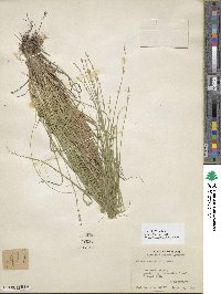 Carex seorsa image