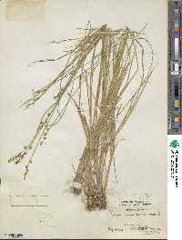 Carex seorsa image