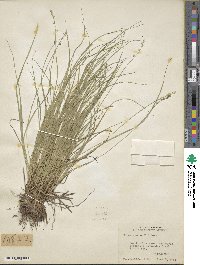 Carex seorsa image