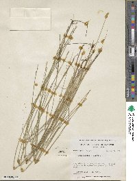 Carex seorsa image