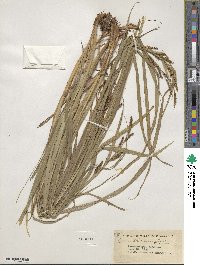 Carex shortiana image