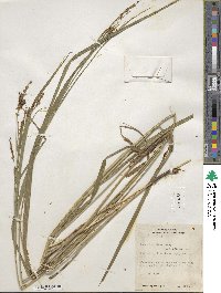 Carex shortiana image