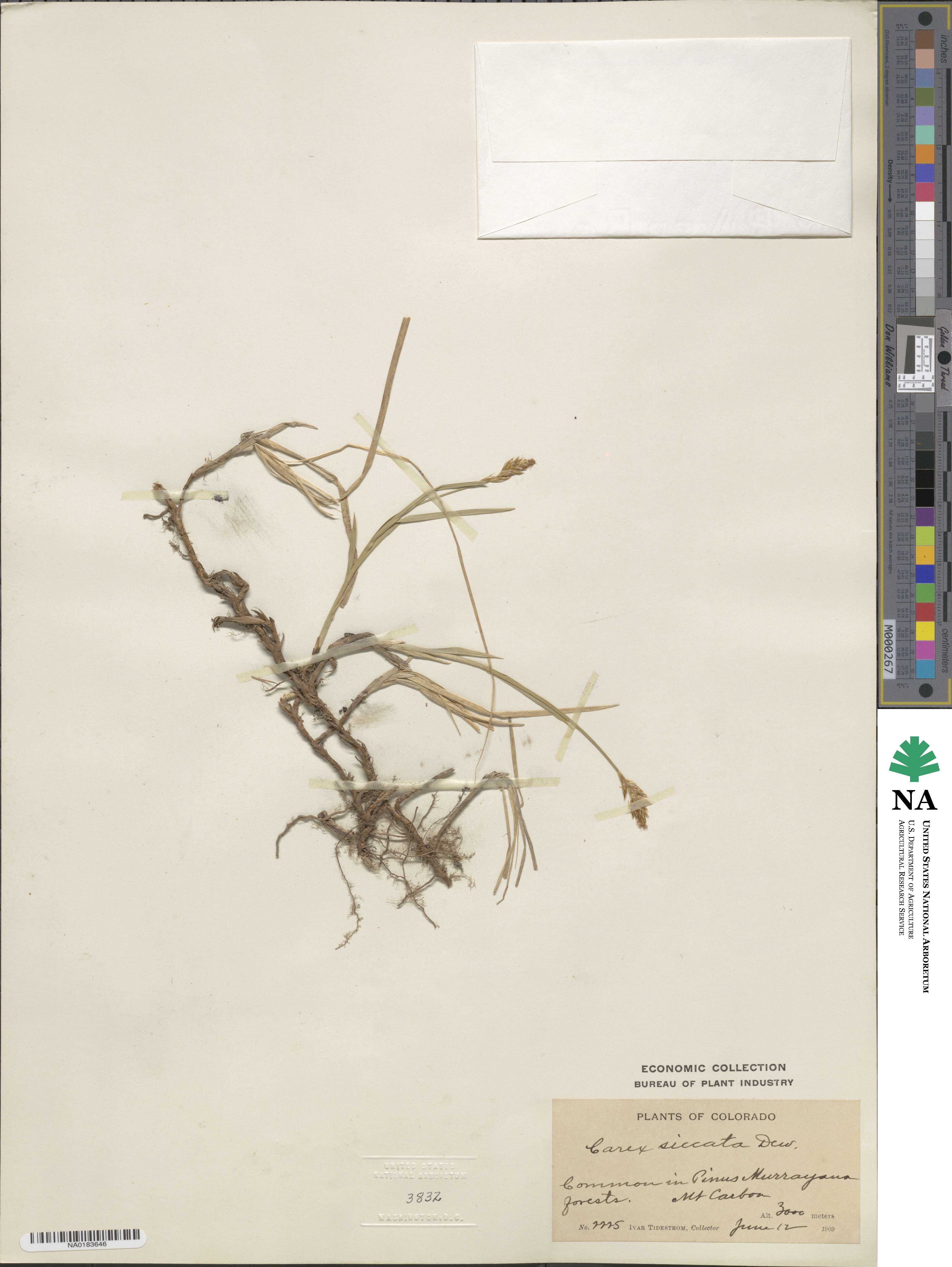 Carex foenea image