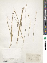 Carex foenea image