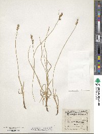 Carex foenea image