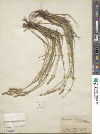 Carex silicea image