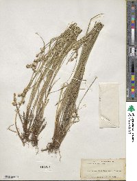 Carex silicea image