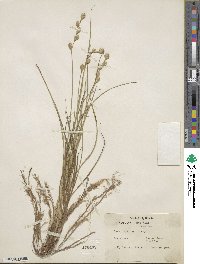 Carex silicea image