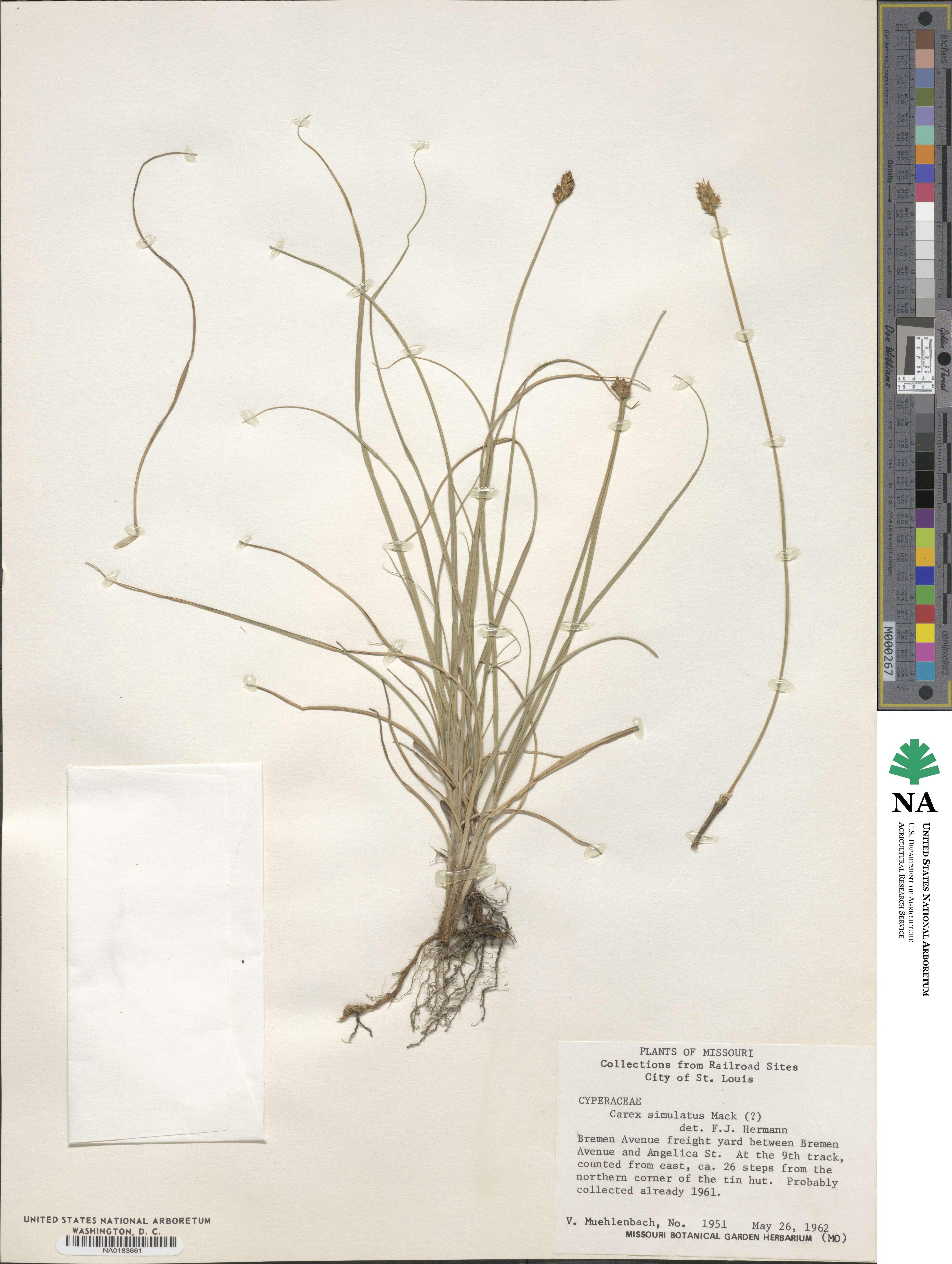 Carex simulata image