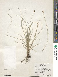 Carex simulata image